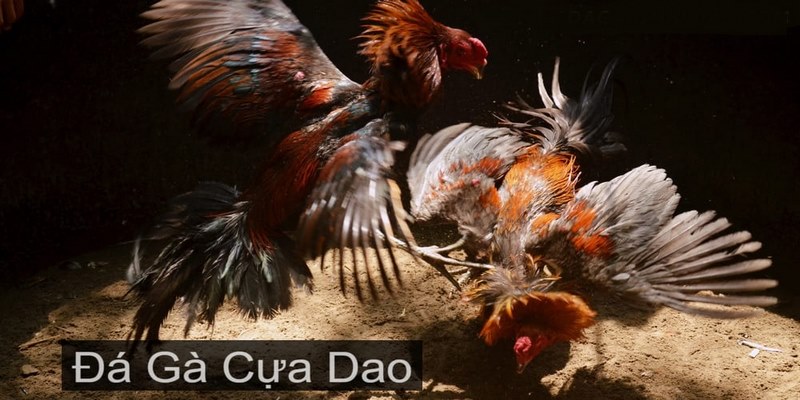 Đá gà mỹ cựa dao tại 69VN