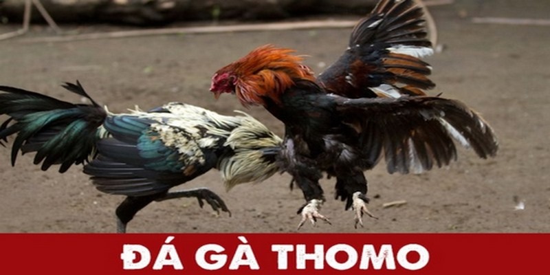 Tìm hiểu thông tin về đá gà bên Thomo